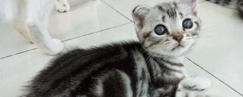 蚊香片对猫咪有影响吗