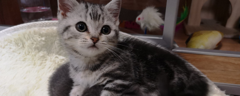 猫会摔死吗