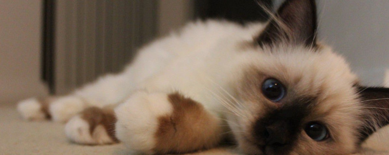 伯曼猫和布偶猫的区别
