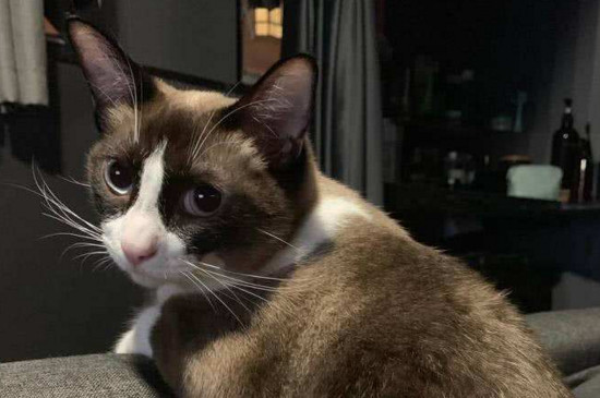 猫为什么怕黄瓜