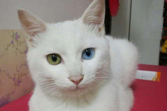 猫轻轻咬人是什么意思，猫咪轻咬主人的原因