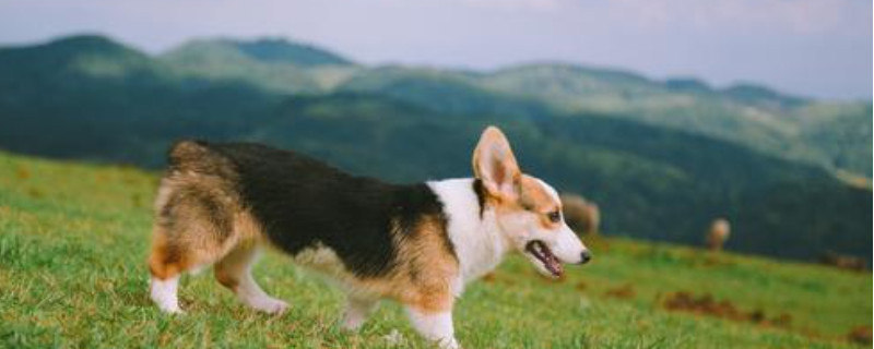柯基犬认主人需要多久