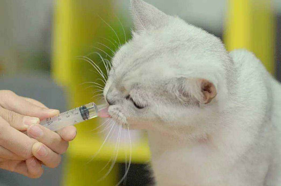 猫猫发出呼噜声是为什么