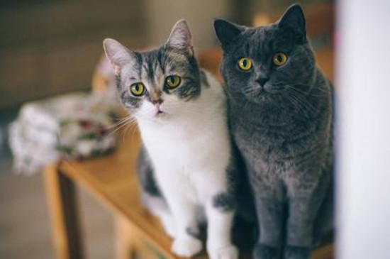 猫能吃啥食物