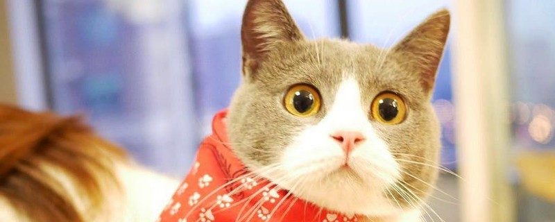 猫耳螨能自愈吗