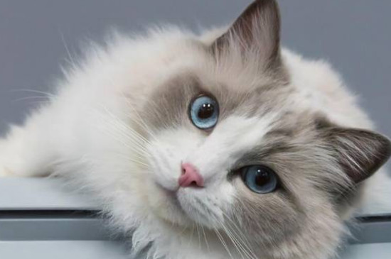 布偶猫有哪些品种