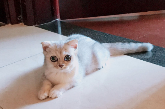 被家猫抓伤轻微出血
