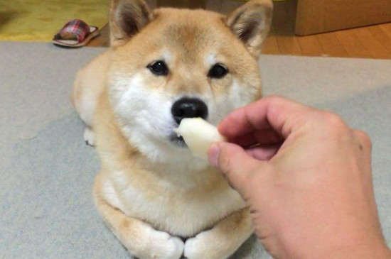 狗狗可以吃什么水果，适合狗狗吃的十种水果
