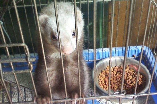 安格鲁貂怕冷吗
