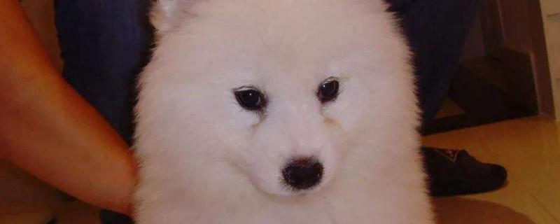 小狗眼屎多怎么办