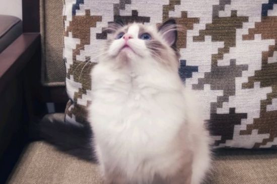 猫咪喝牛奶拉稀怎么办