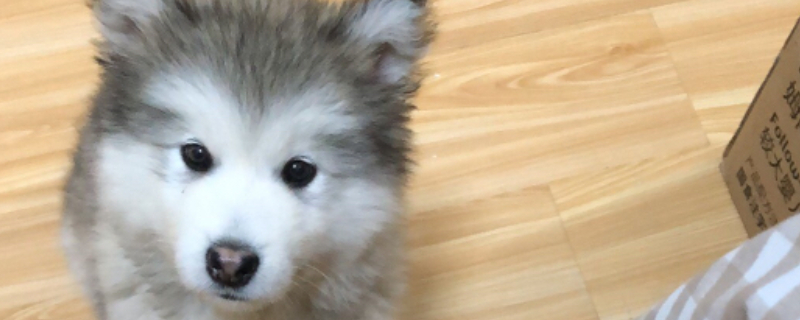 狗眼睛发红是怎么回事