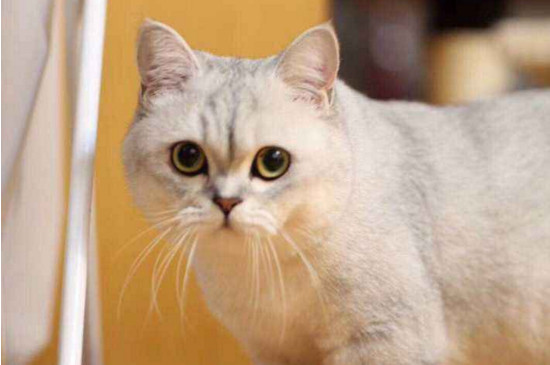 猫咪打喷嚏流黄鼻涕
