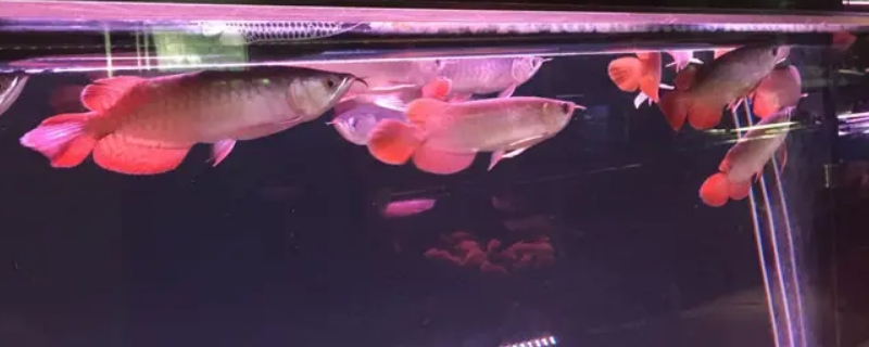 龙鱼含卵多久