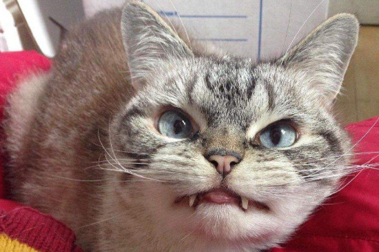 猫看见鬼有几种表现，猫看到鬼之后的五大反应