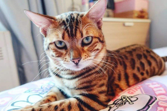 孟加拉豹猫缺点