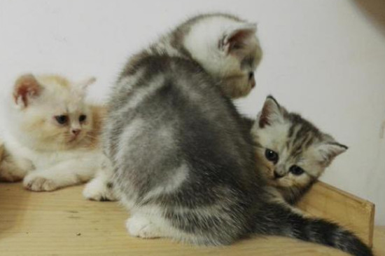 养猫的20个好处