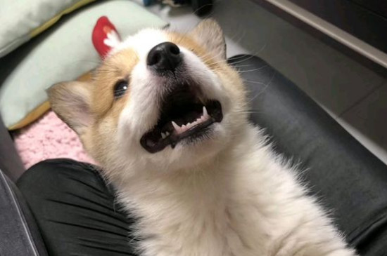 狗几个月生小狗
