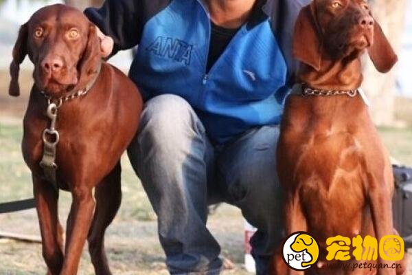 维兹拉是匈牙利国犬，举止优雅的短毛断尾猎犬