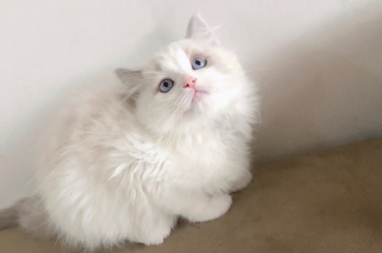 猫瘟试纸怎么用