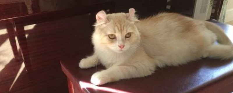 猫咪传腹多久会死