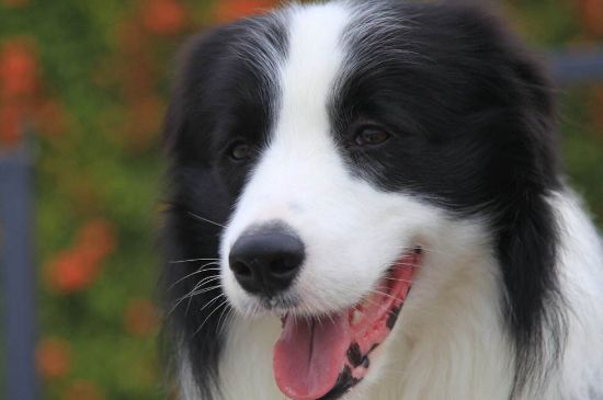 大型犬有哪些品种
