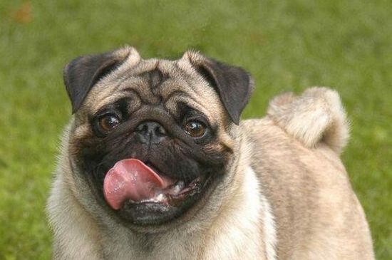 八哥犬寿命，八哥平均能活13岁养护越好寿命越长