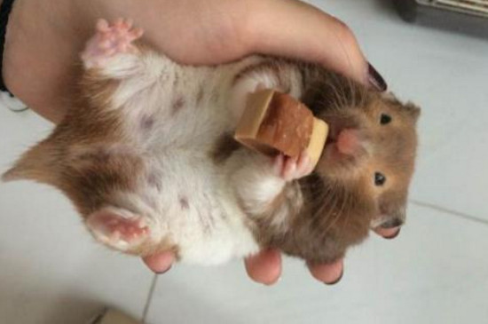 仓鼠怀孕症状