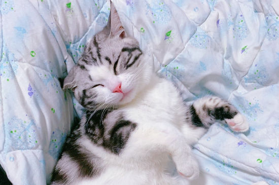猫砂多久换一次
