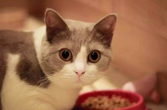 女人养猫的好处和坏处，女人养猫为什么不好