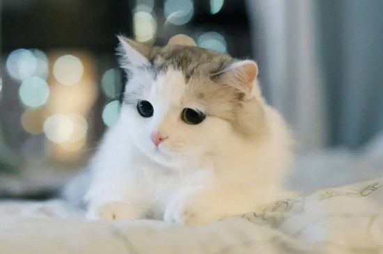 猫咪委屈了会哭吗