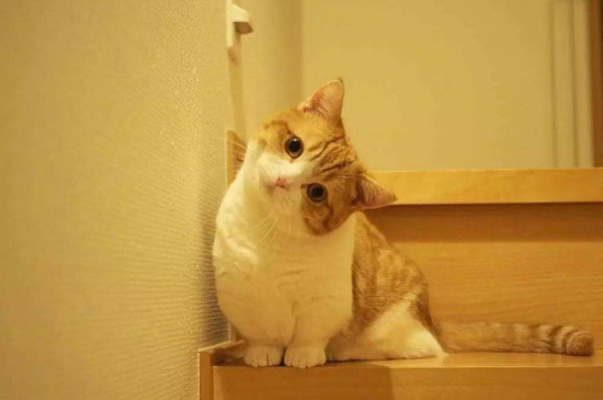 大猫会咬死新来小猫吗