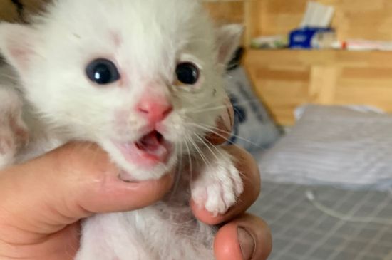 猫吃生肉的好处和坏处