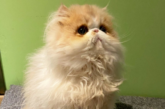 纯种鸳鸯眼波斯猫多少钱一只，价格一般在8000元左右