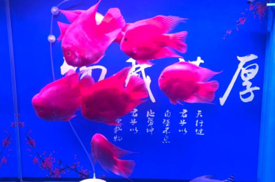 鹦鹉鱼下了鱼籽怎么办