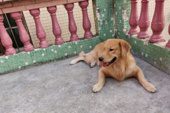 狗狗一天喂几次