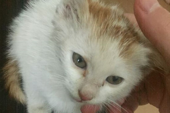 猫咪会只认一个主人吗