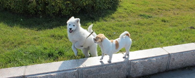 狗能吃橘子吗