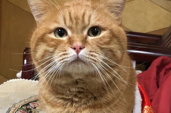 猫咪磨牙期几月到几月