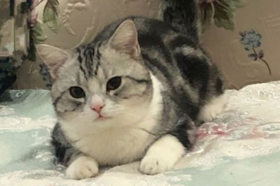 为什么小猫大小便前会叫