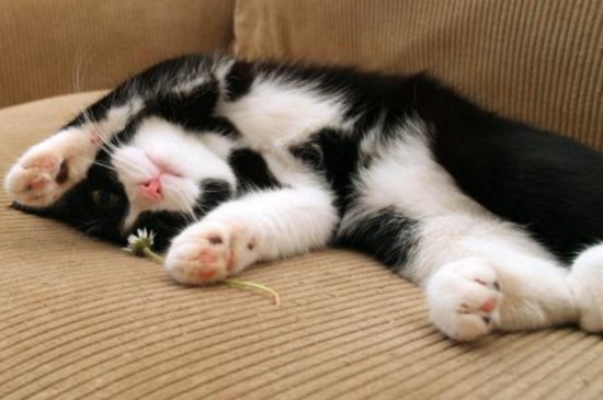 猫咪益生菌的作用