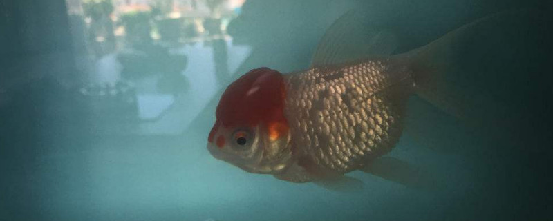 食盐怎么治金鱼掉鳞