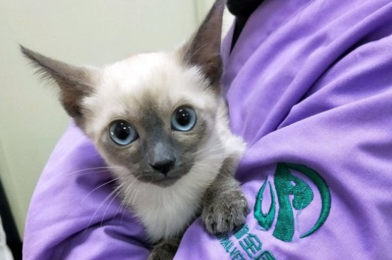 高铁可以带猫吗