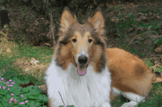 牧羊犬有几种