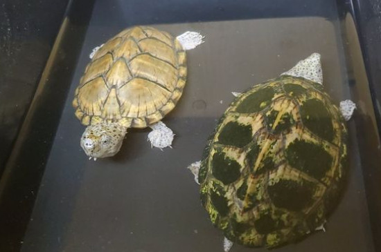 乌龟身上有白色絮状物