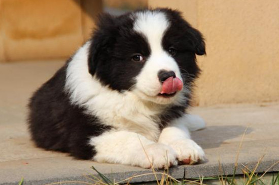 边境牧羊犬能吃什么水果