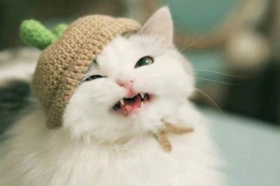 猫口腔溃疡
