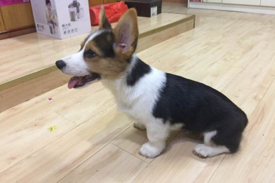 狗能吃西红柿吗