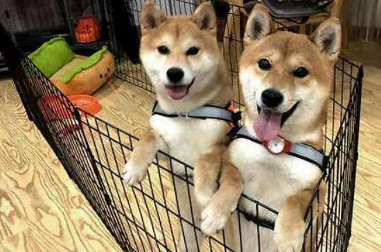 柴犬怎么挑选幼犬