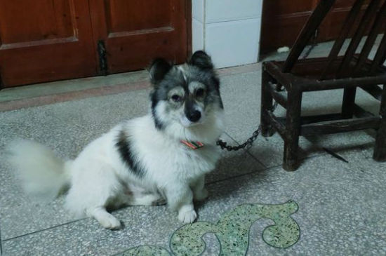 狗狗几岁算老年，狗狗多大算老年犬